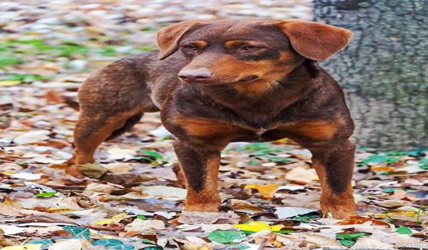 三角洲寻血猎犬原理(三角洲寻血猎犬是真实存在的吗?) 三角洲寻血猎犬原理(三角洲寻血猎犬是真实存在的吗?)